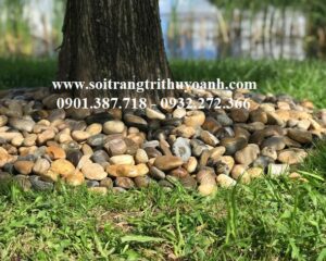 Sỏi bóng nhiều màu trang trí cây xanh